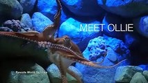 Do you remember Paul the octopus? Days before the 2018 World Cup finals, two-year-old North Pacific giant octopus Ollie, from Singapore S.E.A. Aquarium, predict