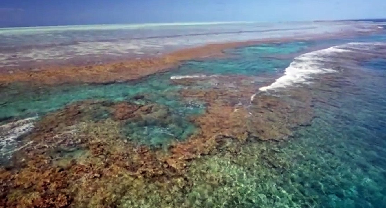 Great Barrier Reef with David Attenborough S01 - Ep03 Survival - Part 01 HD Watch