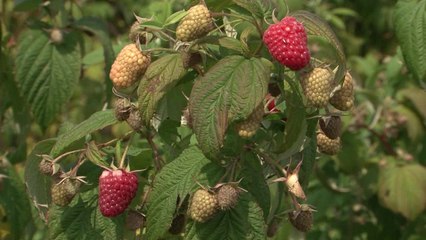 Frrokaj:  Këtë vit rendimenti i mjedrës është më i lartë - Lajme