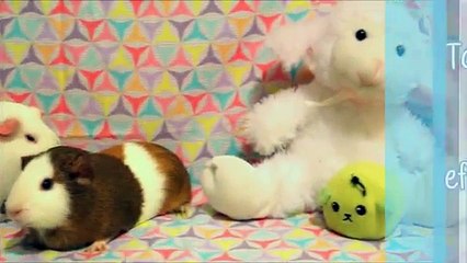 Classical Conditioning with Guinea Pigs