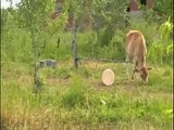 Amish Farms in Sullivan OH w/Pigs, Horses, Sheep and Cows!