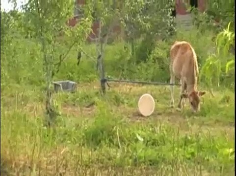 Amish Farms in Sullivan OH w/Pigs, Horses, Sheep and Cows!