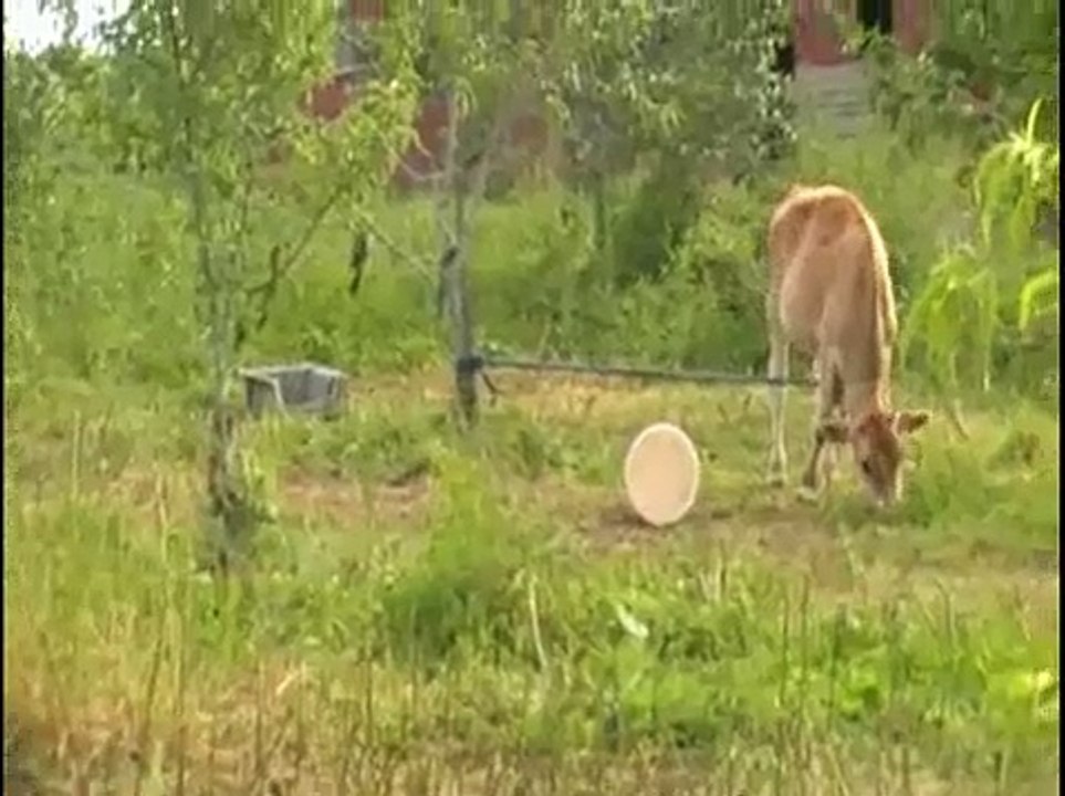 Amish Farms in Sullivan OH w/Pigs, Horses, Sheep and Cows!