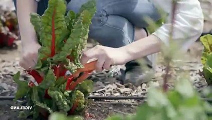 Bong Appetit S02E08 Grow To Table Cuisine