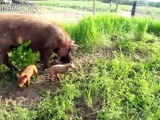 Pigs on Pasture!