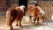 MINI PORCOS Ovelhas Pônei Animais Engraçados | Pigs Sheep Little Pony Animals Funny - Video Youtube