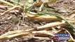 ¡Desesperados!, así está el 75% de los agricultores del cantón Guachipilín en el municipio de Jocoro, Morazán, debido a la grave sequía que los golpea tras más