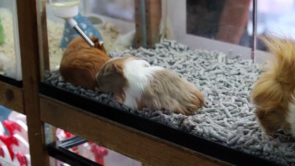 Different species of guinea pigs for sale in a Singapore pet shop