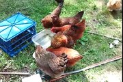 Chickens drink water and roam in the yard