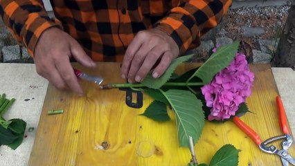 Jak rozmnożyć hortensję przez sadzonki?