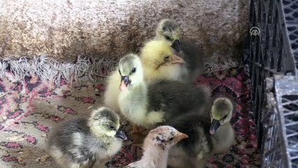 Kars'ta kazların hastalık nedeniyle öldüğü iddiası