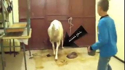 طفل جزائري يرقص مع خاروف عجيب