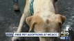 MCACC offering free pet adoptions Saturday
