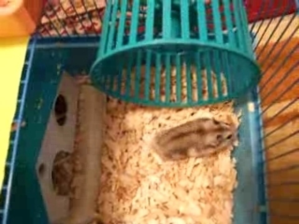 Hamster_video