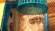 Hamster_video