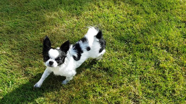 Nouage tout mouillé après le bain