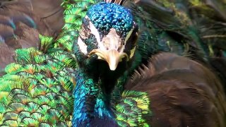 Animal Video for Kids - Peacock