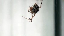 Cette araignée a peur des araignées!