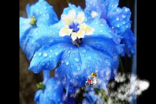 Good Morning With Beautiful Flowers Pictures Photos Greetings Wallpapers Images Whatsapp Status #1