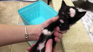 Weighing 2 1/2 Week Old Foster Kittens