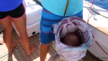 Catching the Ugliest Fish from the DEEP! (West End, Bahamas Fishing, Freediving and Spearfishing)