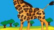 Meet the Giraffe - Animals at the Zoo - Learn the Sounds Zoo Animals Make