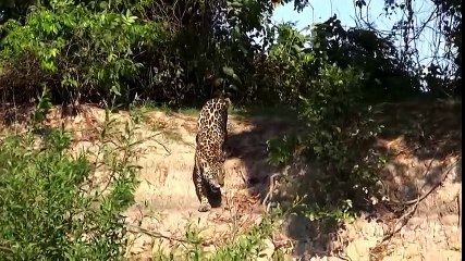 Amazing Jaguar Vs Caiman Yacare Underwater   Animal Attack Videos In South America
