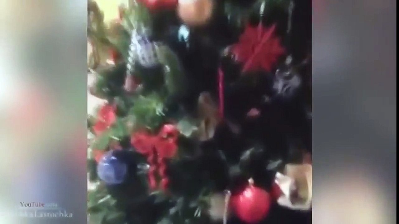 Funny Cats videos-funny videos-funny cats compilation-funny animals #2