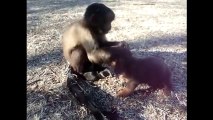 People And Animal Hugging Each Other With Love (heartwarming and touching video)