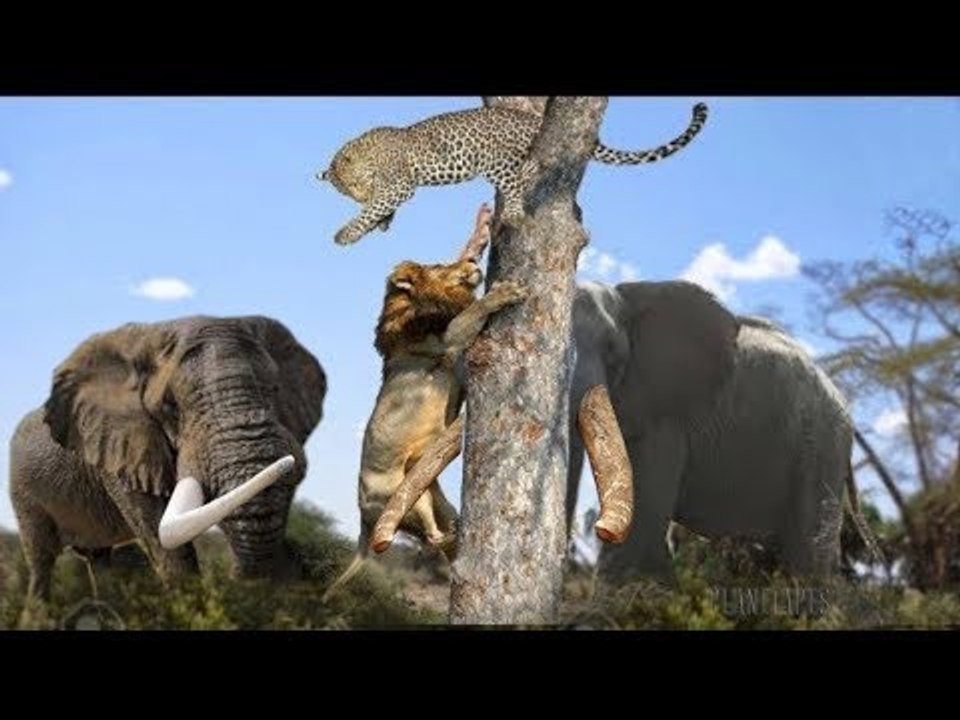 Lion vs Leopard Run to Scape and Climb Up The Tree While Angry  Elephant Coming