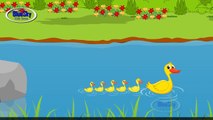 Five Little Ducks | Five Little Ducks Went Out One Day | English Nursery Rhymes