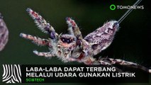 Ternyata laba-laba bisa terbang! - TomoNews