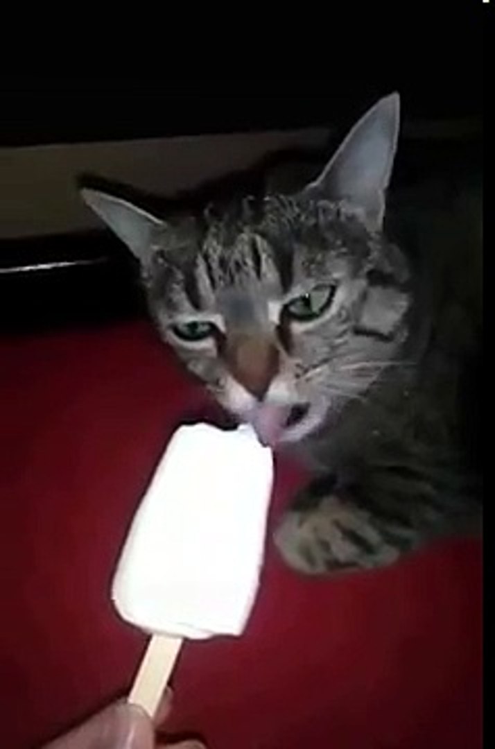 Funny cat gets brain freeze - video Dailymotion