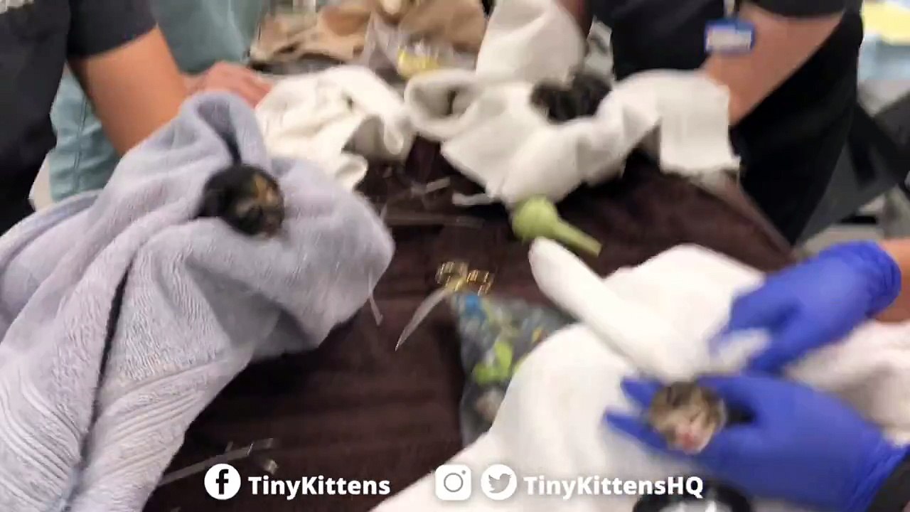 Tinykittens - Princess Consuela Update Tonight