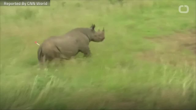 Eight Endangered Black Rhinos Died In Kenya This Week