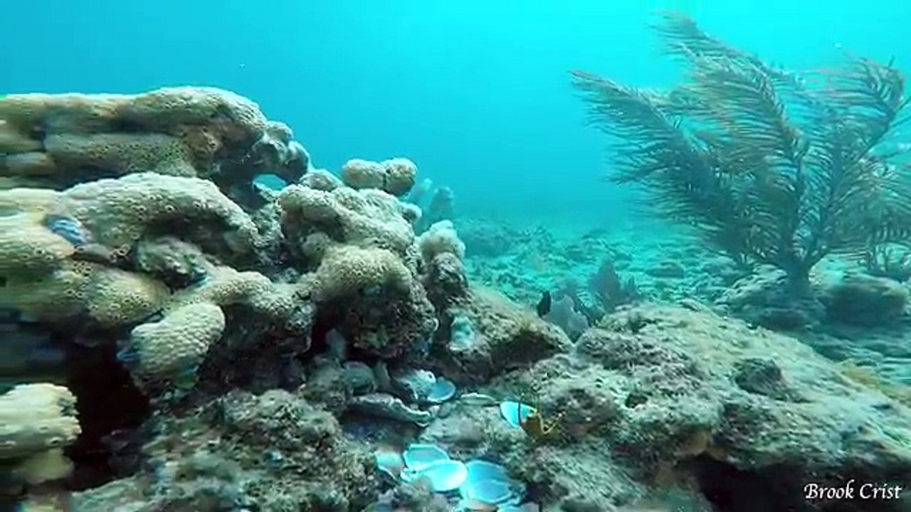 Snorkeling and Identifying BEAUTIFUL Florida Reef Fish!
