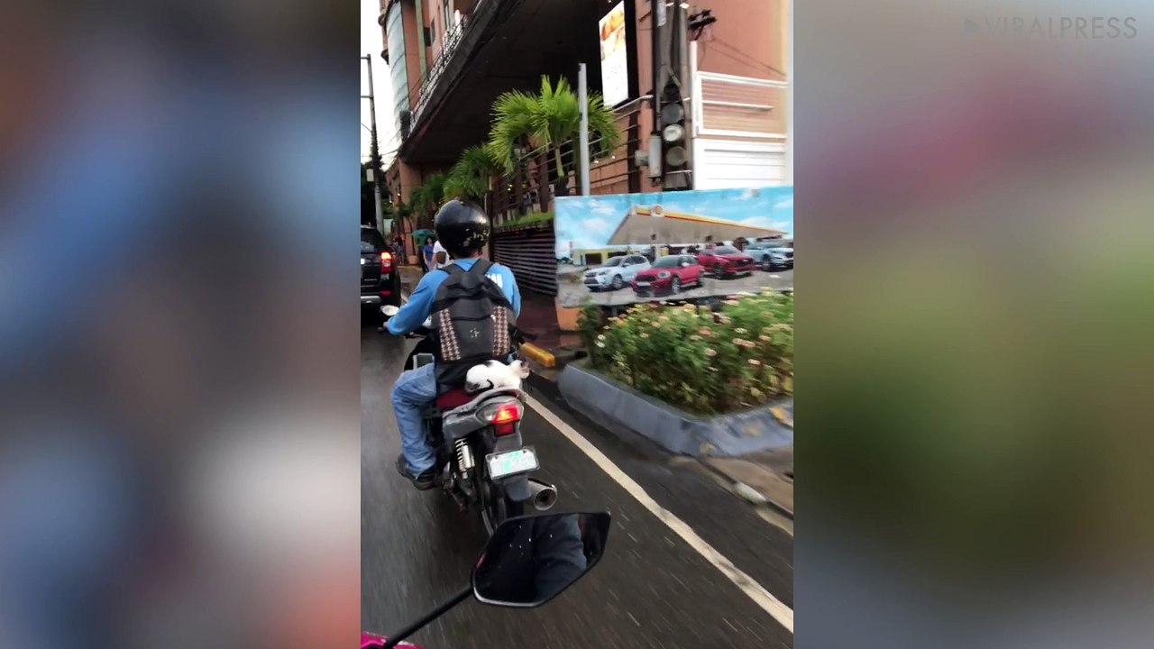 Dog, Cat and Puppies Ride Motorcycle