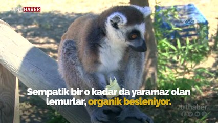 Yaramaz lemurlar organik meyveyle besleniyor