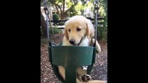 Best Of Cute Golden Retriever Puppies Compilation #29 - Funny Dogs 2018_13-06-2018_1