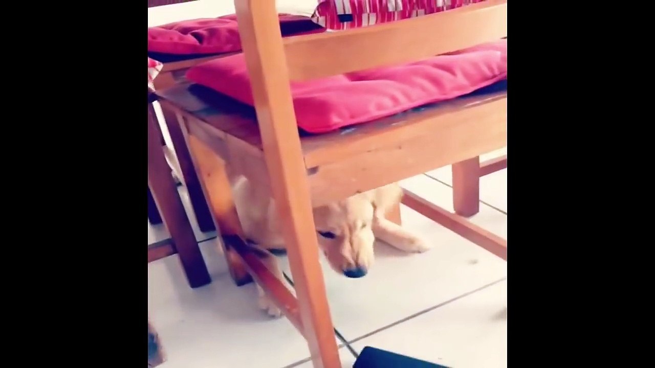 Best Of Cute Golden Retriever Puppies Compilation #29 - Funny Dogs 2018_13-06-2018_4