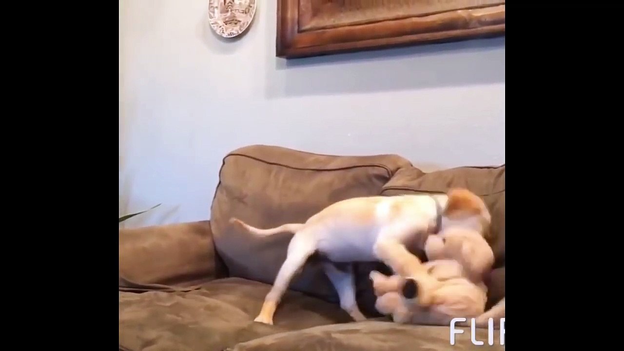 Best Of Cute Golden Retriever Puppies Compilation #29 - Funny Dogs 2018_13-06-2018_5