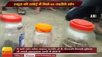 60 Russell’s viper snakes found in a school’s kitchen in Maharashtra