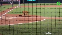 Un chien bien utile pendant les matchs de Baseball