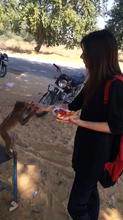 Amazing Monkey meeting Cute Girl