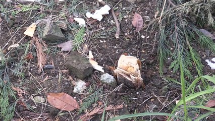 Cemaat namazdayken 12 dakikada 31 ağacı kestiler - SAKARYA