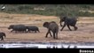 Amazing Elephant Rescue Crocodile from Hippo - Animals Save Other animAals