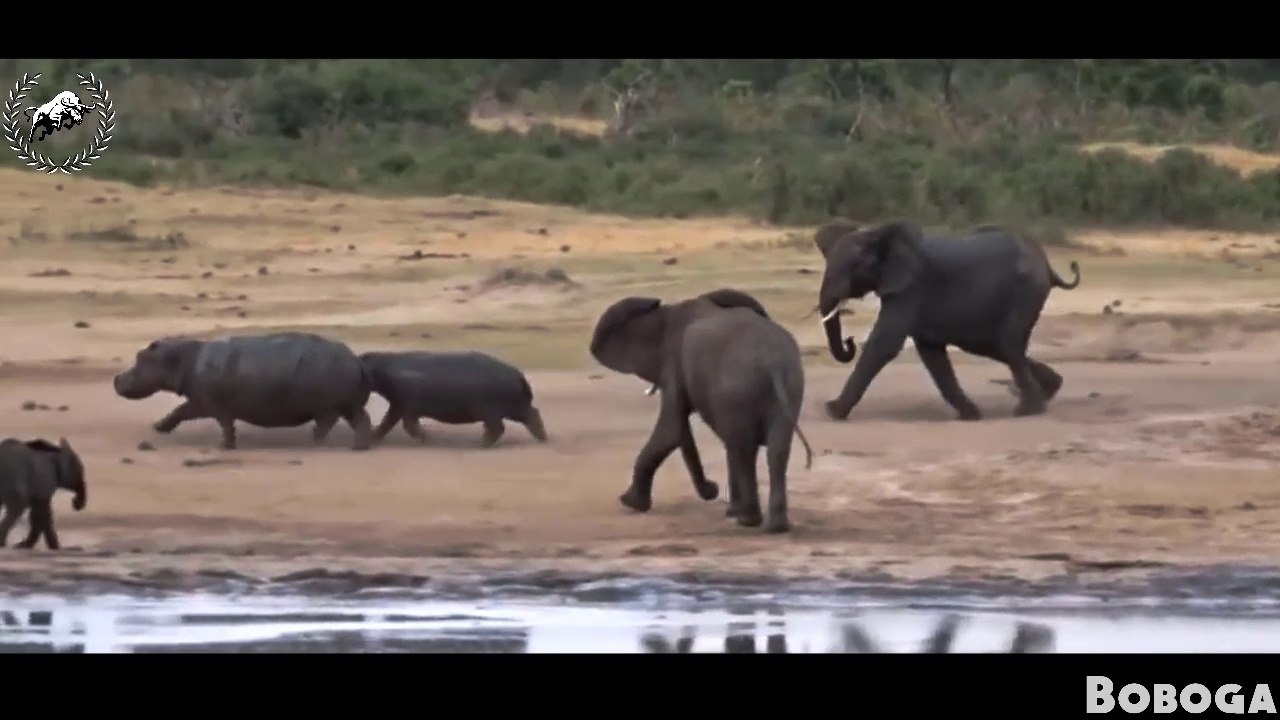 Amazing Elephant Rescue Crocodile from Hippo - Animals Save Other animAals