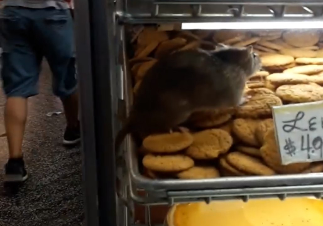 Baltimore Food Market Reopens Following Rat Sighting