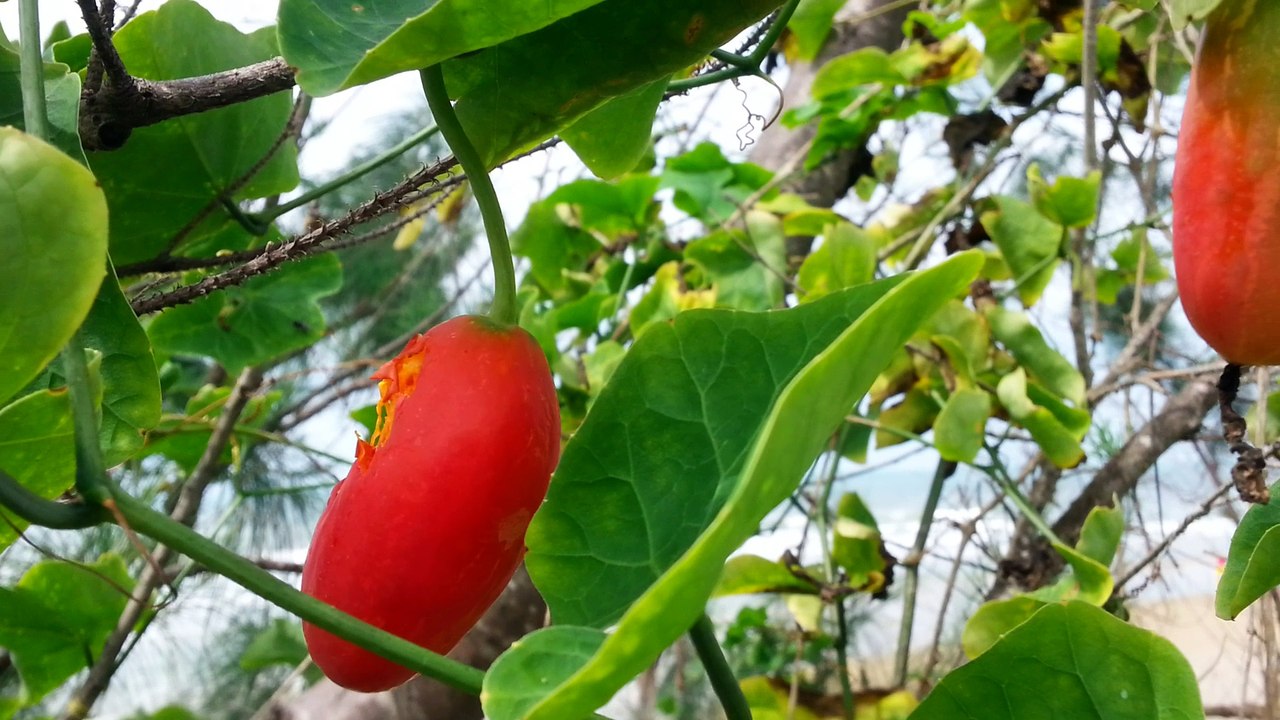 Một loài dưa ven biển Vũng Tàu