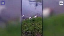 Alligator pops up inches from dog in Florida floodwaters